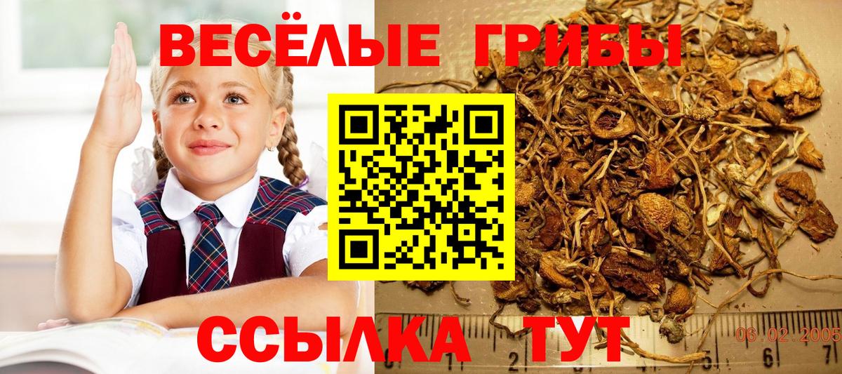 Галлюциногенные грибы Psilocybe Жигулёвск